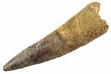 Fossil Spinosaurus Tooth - Real Dinosaur Tooth #360180-1